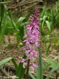 Attēlu rezultāti vaicājumam “Orchis mascula leaf”