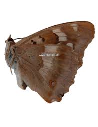 Attēlu rezultāti vaicājumam “Apatura ilia female”