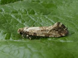 Attēlu rezultāti vaicājumam “Morophaga choragella”