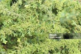 Image result for Chenopodium botrys