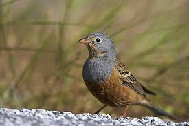 Image result for Emberiza caesia