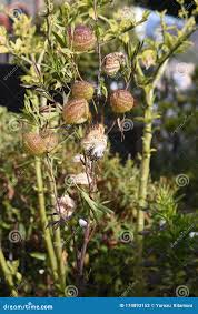 Attēlu rezultāti vaicājumam “Physarum ovisporum macro”
