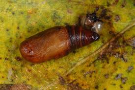 Attēlu rezultāti vaicājumam “Tethea or”