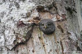 Attēlu rezultāti vaicājumam “Glaucidium passerinum adult”