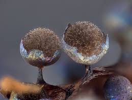 Attēlu rezultāti vaicājumam “Lamproderma pulchellum macro”