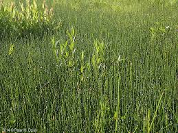 Attēlu rezultāti vaicājumam “Equisetum variegatum”