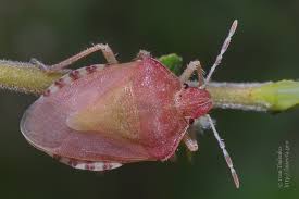 Attēlu rezultāti vaicājumam “Dolycoris baccarum”