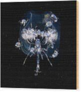 Attēlu rezultāti vaicājumam “Phronia sp. larva”