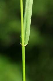 Attēlu rezultāti vaicājumam “Festuca pratensis”
