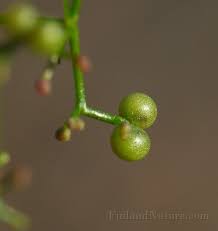 Attēlu rezultāti vaicājumam “Galium palustre fruit”