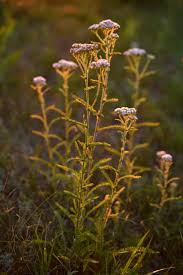Image result for Pimpinella saxifraga