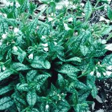 Image result for Pulmonaria Silverado