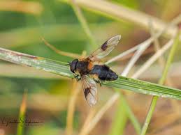 Attēlu rezultāti vaicājumam “Leucozona glaucia”