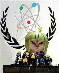 Image result for limecat