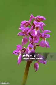 Attēlu rezultāti vaicājumam “Orchis mascula bud”
