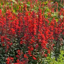 Image result for Lobelien