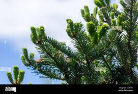 Attēlu rezultāti vaicājumam “Abies sibirica”