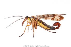 Attēlu rezultāti vaicājumam “Panorpa communis”