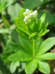 Attēlu rezultāti vaicājumam “Galium odoratum bud”