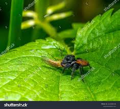 Attēlu rezultāti vaicājumam “Xanthogramma sp. male”