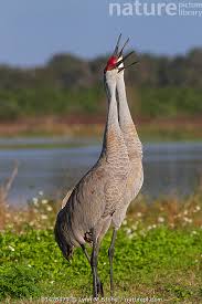 Image result for Grus canadensis