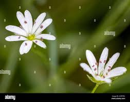 Attēlu rezultāti vaicājumam “Stellaria palustris flower”