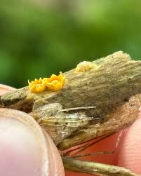 Attēlu rezultāti vaicājumam “Sphaerobolus stellatus”