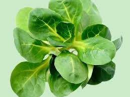 Image result for Feldsalat