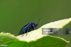 Attēlu rezultāti vaicājumam “Zicrona caerulea”