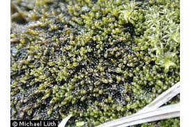 Attēlu rezultāti vaicājumam “Gymnocolea inflata”