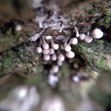 Attēlu rezultāti vaicājumam “Phleogena faginea”