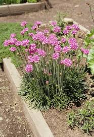 Attēlu rezultāti vaicājumam “Armeria vulgaris flower”
