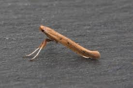 Attēlu rezultāti vaicājumam “Argyresthia albistria”