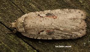 Attēlu rezultāti vaicājumam “Agonopterix ocellana”
