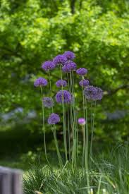 Attēlu rezultāti vaicājumam “Allium holandicum flower”