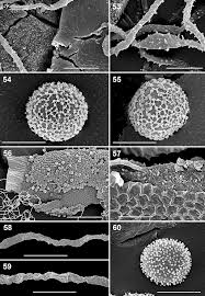 Attēlu rezultāti vaicājumam “Diderma hemisphaericum plasmodium”