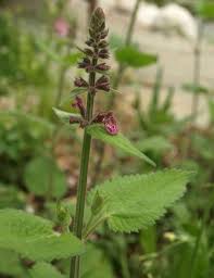 Attēlu rezultāti vaicājumam “Stachys sylvatica flower”
