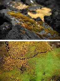 Attēlu rezultāti vaicājumam “Bryum weigelii”