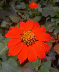 Image result for Tithonia rotundifolia