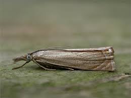 Attēlu rezultāti vaicājumam “Chrysoteuchia culmella”