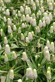 Attēlu rezultāti vaicājumam “Muscari botryoides”