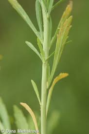 Attēlu rezultāti vaicājumam “Lepidium densiflorum leaf”