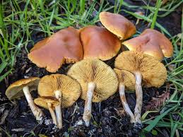Attēlu rezultāti vaicājumam “Gymnopilus sapineus”