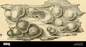 Attēlu rezultāti vaicājumam “Hypocrea rufa”