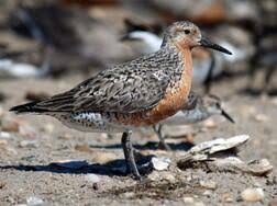 Attēlu rezultāti vaicājumam “Calidris canutus adult”