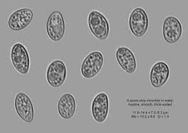 Attēlu rezultāti vaicājumam “Lecidella elaeochroma”