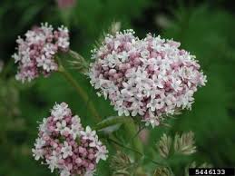 Attēlu rezultāti vaicājumam “Valeriana officinalis flower”