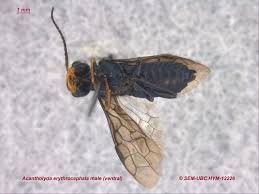 Attēlu rezultāti vaicājumam “Acantholyda erythrocephala”