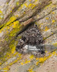 Attēlu rezultāti vaicājumam “Protodeltote pygarga”