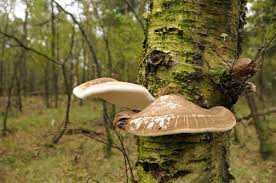 Attēlu rezultāti vaicājumam “Piptoporus betulinus”